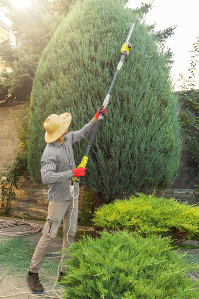 Tree Root Removal in Allen, TX